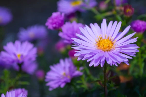Καλοκαιρινά Λουλούδια Στον Κήπο Μικρό Μωβ Αστραφτερό Κοντινό Πλάνο Σκοτεινό — Φωτογραφία Αρχείου