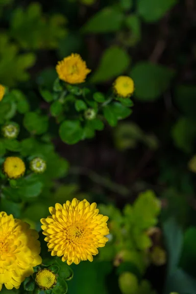 Κάθετη Floral Φόντο Μικρά Κίτρινα Χρυσάνθεμα Σκούρο Φόντο Λουλουδιών Άποψη — Φωτογραφία Αρχείου