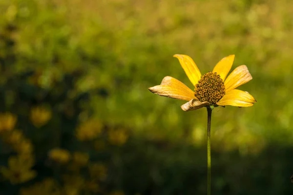 姿を消した一つの花 アメリカ原産の黄色い花を持つ多年草のハーブ 最も人気のある種はHeliopsis Helanthoidesである — ストック写真