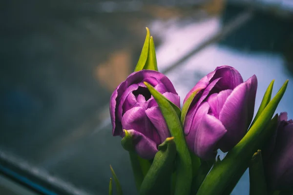 Dos Tulipanes Morados Ramo Sobre Fondo Oscuro Ligeramente Borroso Enfoque —  Fotos de Stock