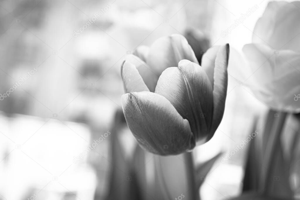 One tulip in black and white. Condolence card. Empty place for emotional, sentimental text, quote or sayings.