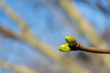 Bahar geldi, dalları ve mavi gökyüzü ile bulanık bir arka planda leylak tomurcukları. Seçici odak.