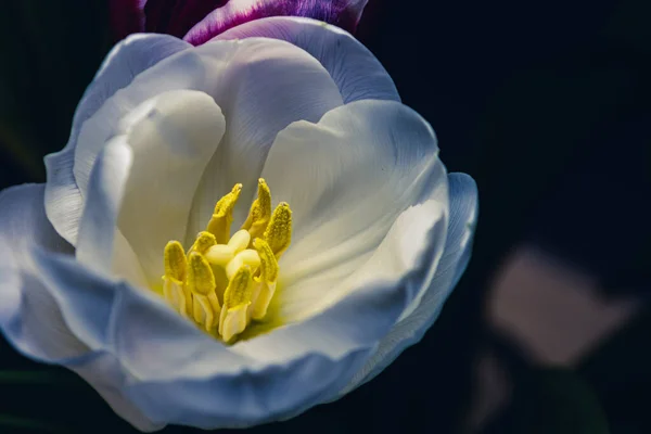 Fehér Tulipán Kék Fénnyel Megvilágítva Felülnézetből Virág Sötét Háttérrel Szelektív — Stock Fotó