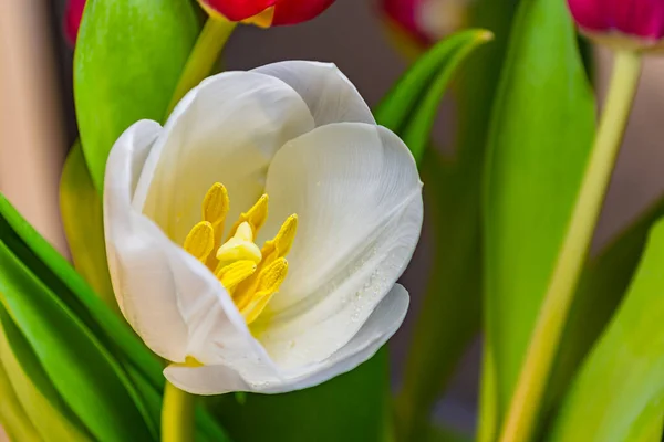 Fehér Tulipán Harmatcseppekkel Közelkép Háttérben Lágyan Elmosódott Levelek Szelektív Fókusz — Stock Fotó