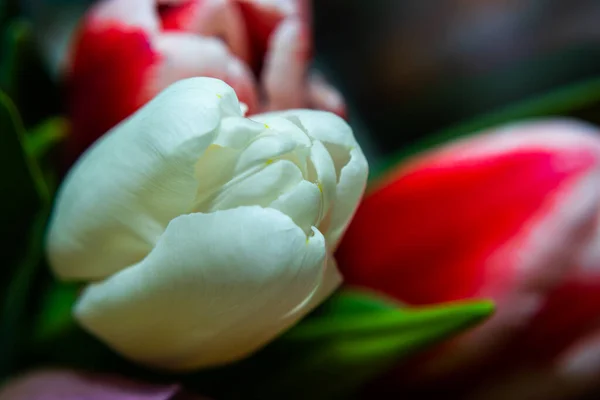 Fehér Vörös Tulipán Egy Csokorban Sötét Háttérrel Szelektív Fókusz — Stock Fotó