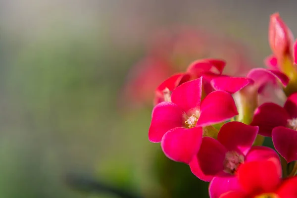 Kalanchoe Flowering Growing Flowers Home Beautiful Photo Background — Stock Photo, Image