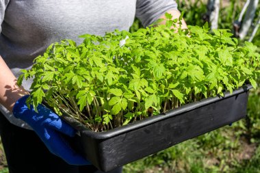 Bir kadın elinde yeşil domates fideleri olan bir kap tutuyor. İnişe hazırlanılıyor..