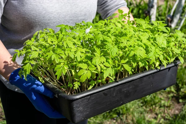 Bir kadın elinde yeşil domates fideleri olan bir kap tutuyor. İnişe hazırlanılıyor..