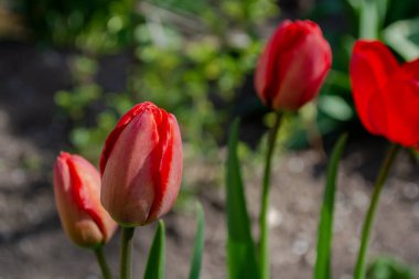 Bahar bahçesinde güneşli bir günde kırmızı lale tomurcukları. Seçici odak.
