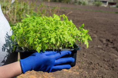 Bir kadın, bir sebze bahçesinin arka planında üzerinde mavi eldivenlerle domates fideleri olan siyah bir kutu tutuyor. Yan görünüm.