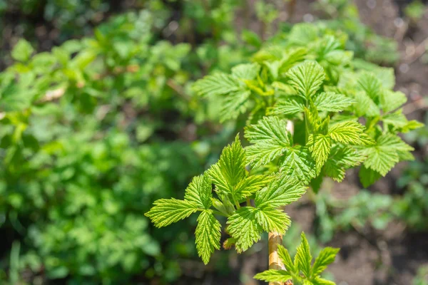 Bahçedeki ahududu dalından taze yapraklar. Bahar teması.