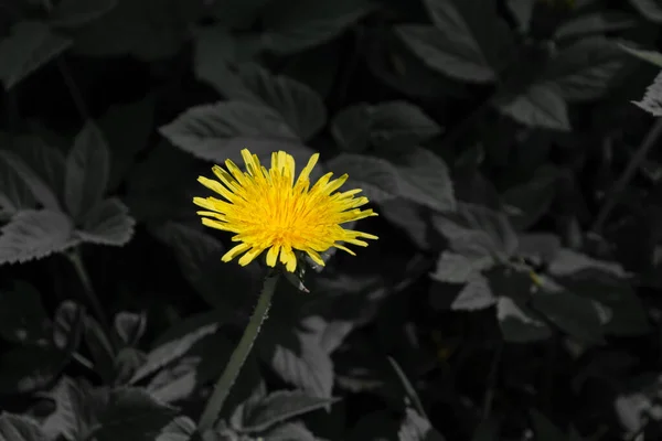 Yellow Dandelion Flower Background Black Leaves Ecology Theme — ストック写真