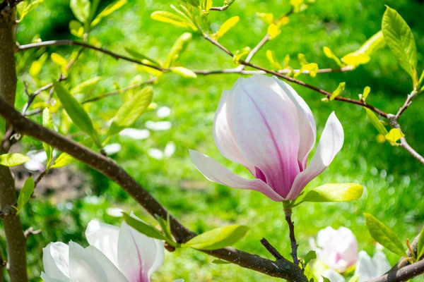 One Bud White Magnolia Bush Sunny Day Spring Garden — Fotografia de Stock