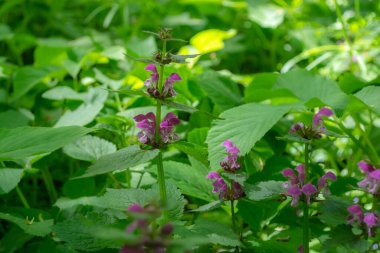 Çiçekli Lamium maculatum yakın plan. Ormandaki bir şifalı bitkinin mor çiçekleri..