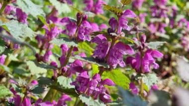 Çiçekli Lamium maculatum yakın plan. Ormandaki tıbbi bir bitkinin mor çiçekleri. Güneşli bir gün