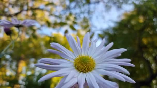 Chrysanthemum Närbild Vid Solnedgången Mot Bakgrund Träd — Stockvideo
