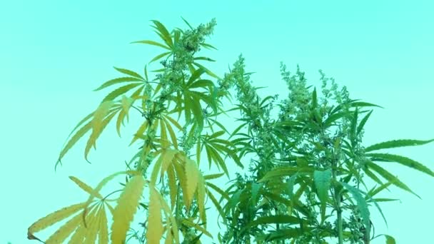 Blühender Grüner Cannabisstrauch Auf Minzfarbenem Hintergrund Schießen Von Unten Nach — Stockvideo