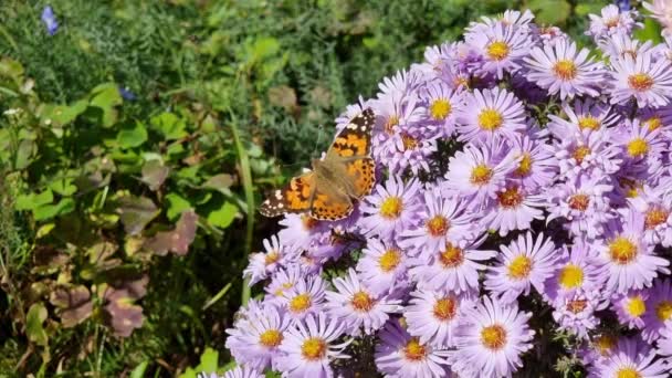 小蛋黄酱孔雀蝴蝶坐在花朵上 这个花园是盛开的季节 后续行动 — 图库视频影像