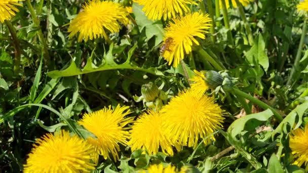 Kvetoucí Žluté Pampelišky Louce Včela Sbírající Med Květině — Stock video