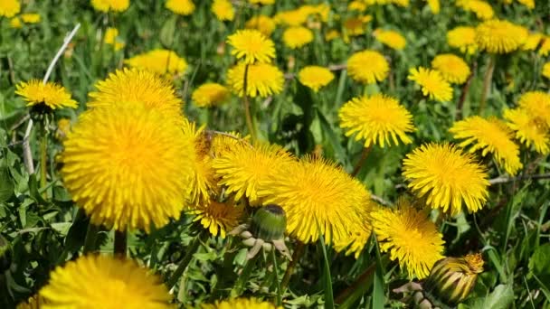 Ett Samlar Honung Och Pollen Från Blommande Gula Maskrosor Grön — Stockvideo