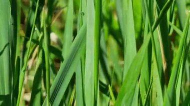 Çayırların arka planı. Yakın plan, güneşli sabah.