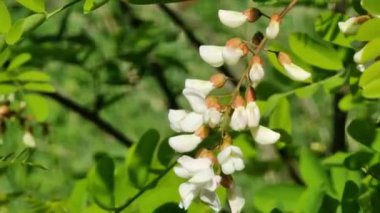 Beyaz akasya çiçeği. Parlak yaz güneşli gün.