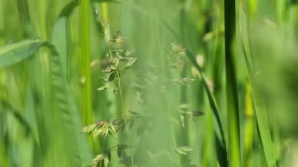 Blütenstand Von Wiesengras Mit Unschärfe Vordergrund — Stockvideo