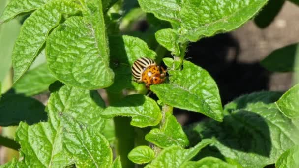 コロラドのジャガイモ甲虫はジャガイモの葉を食べる — ストック動画