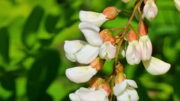 Yeşil Bulanık Arkaplanda Beyaz Akasya Çiçekleri — Stok video