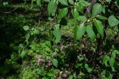 İnce dallarda leylak yaprakları. Yazın yeşil çalı güneşli bir günde.