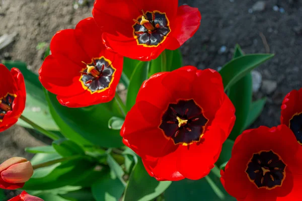 Red Tulips Top View Flowers Flowerbed Garden — Stockfoto