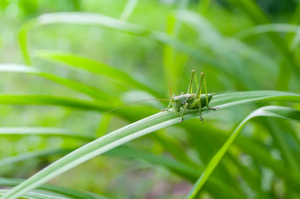 Green Grasshopper Insect Long Leaf Sunny Day Bright Photo — Stock Photo, Image