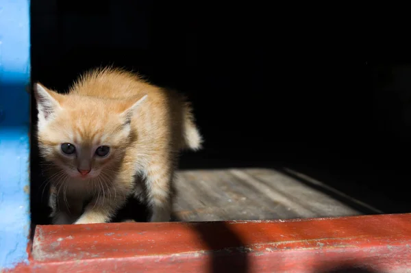 Rood Bang Klein Katje Kijkend Naar Wereld Door Open Deur — Stockfoto