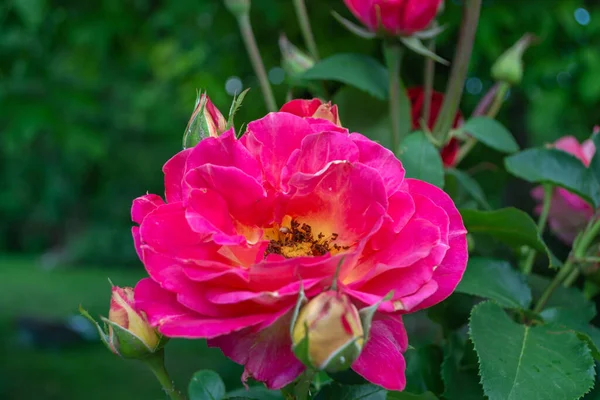 Rose Rouge Avec Bourgeons Gros Plan Jardin Été Près Une — Photo