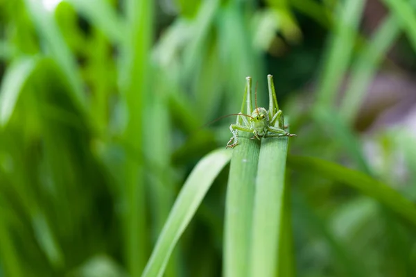 Groene Sprinkhaan Een Blad Close Vooraanzicht Insect Snoek — Stockfoto