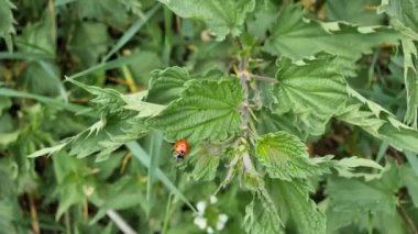 Ladybug climbs green nettle leaves in the meadow. Summer theme.
