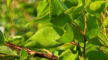 Genç kayısı yaprakları sabah güneşinin altında çiğ taneleriyle kaplıdır.