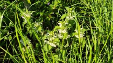 Lamb nettle, or deaf nettle, is a perennial herbaceous plant. Bright sunny day.