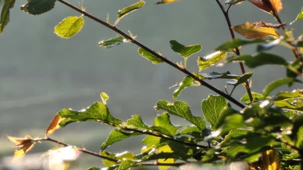 Zelené Listy Zahradě Jarní Letní Téma — Stock video