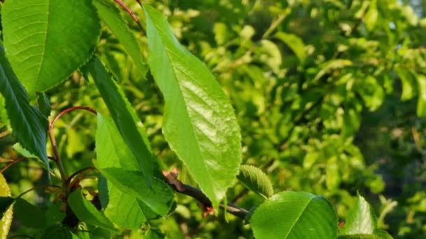 Green Cherry Leaves Close — Vídeo de Stock