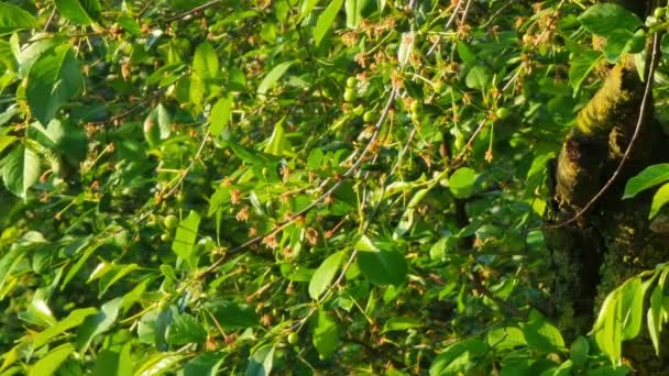 Молодые Зеленые Вишни Ветвях Выцветшими Цветами Утреннем Саду Освещенном Солнцем — стоковое видео