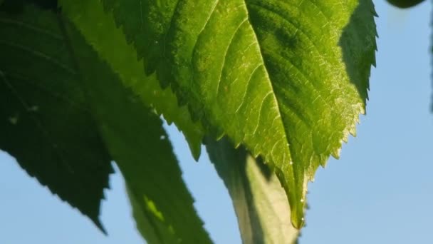 Foglia Ciliegio Verde Primo Piano Con Una Goccia Rugiada Illuminata — Video Stock