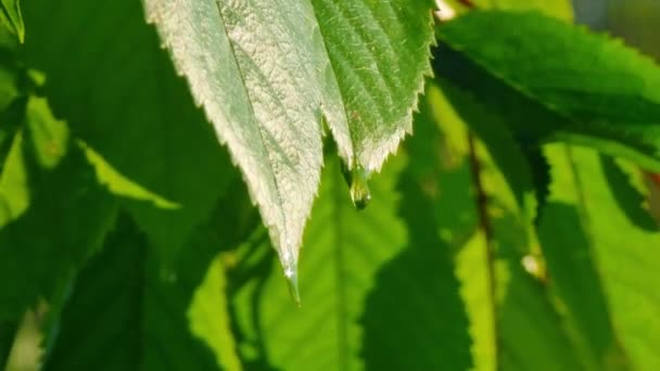 Green Leaves Sweet Cherry Close Dew Drops Sunlight — Vídeo de Stock