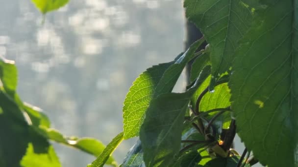 Green Cherry Leaves Close Veins Visible Light Morning Sun — Stock video