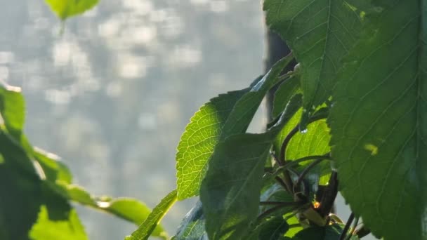 Foglie Ciliegio Verde Primo Piano Con Venature Visibili Alla Luce — Video Stock