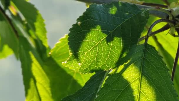 Zelené Třešňové Listy Zblízka Žilami Viditelnými Světle Ranního Slunce — Stock video