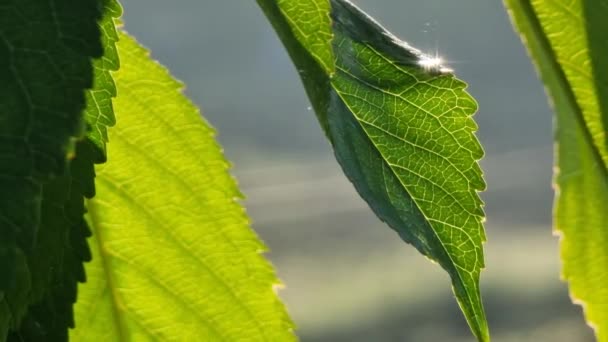 Folhas Cereja Fecham Luz Sol Matutino Jardim — Vídeo de Stock