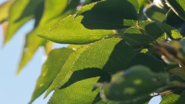 Meruňkové Listy Opouští Zblízka Světle Ranního Slunce Zahrada — Stock video