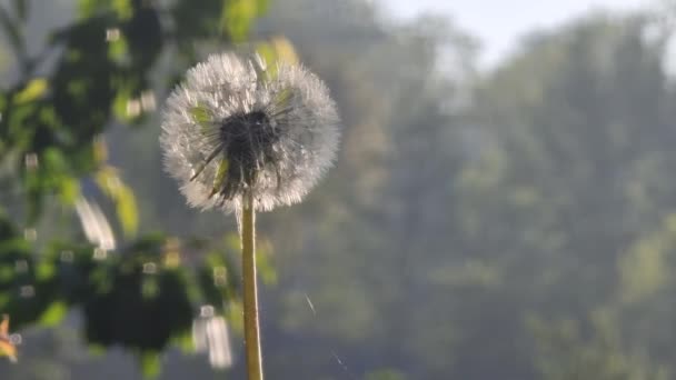 Dandelion Meadow Early Morning Spring Summer Theme — Stockvideo