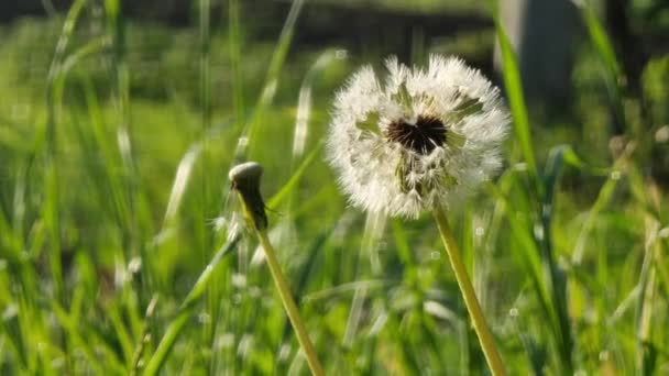 Large Fluffy Dandelion Morning Sun Lawn Summer Background — ストック動画
